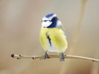 Blue Tit