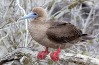 Galapagos Red Footed Booby