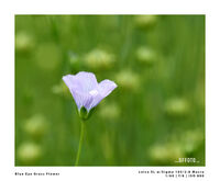 Blue eye Grass Flower