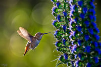 Hummer On Pride of Madeira