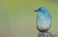 Bluebird