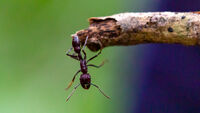 Amazon Rainforest (Ecuador Sacha Lodge) Bullet Ant