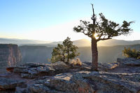 Old Tree