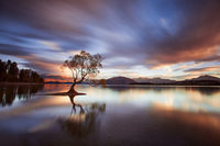 One Calm Tree
