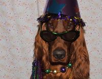 New Years Dog