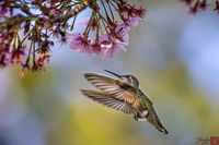 Hummer On Cherry Blossoms