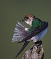 Preening Green