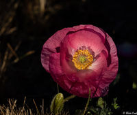 Poppy