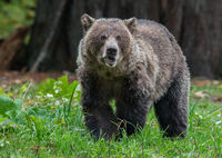 Grizz