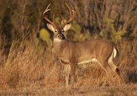 11 Point in Afternoon Sun