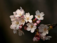 Cherry Blossoms