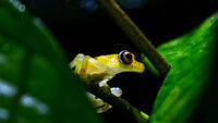 Amazon Rainforest (Ecuador Sacha Lodge) Frog