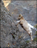 Mountain Climber