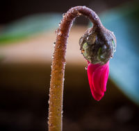 Mom's Flower