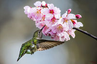 Cherry Blossoms