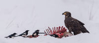 B.C. Eagle