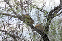 Bobcats In Tree