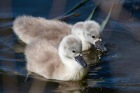 Cygnet (Mute Swan)