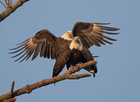 Bald Eagles: Mated Pair