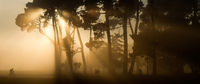 Misty Hagley Park II