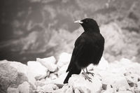 Alpine Chough