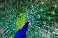Strutting Peacock