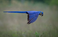 HIF (Hyacinth Macaw in flight)