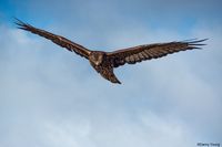 Hawk on the hunt