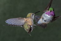 Hummer