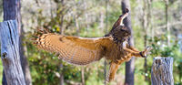 Eurasian Eagle Owl