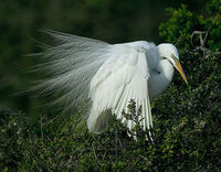 Fine Feathers