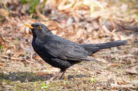 Eurasian Blackbird