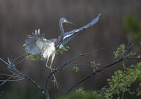 Tricolor Landing