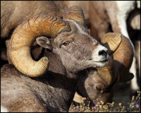 Mountain Palace Bighorn