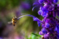 Bee and Flowers