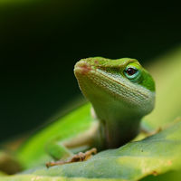 Anolis carolinensis