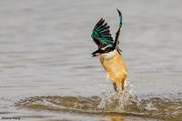 Sacred Kingfisher
