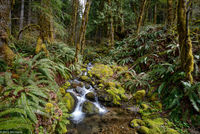 Brook, near Packwood, WA