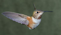 Hummer