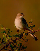 Mocking Bird