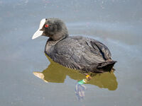 Eurasian Coot