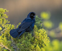 Boat Tail Grackle