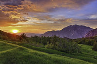 Meadow light
