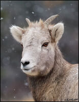 Bighorn Snow Lamb