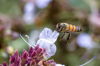 Bee on White Flower