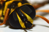 Bugs Eye