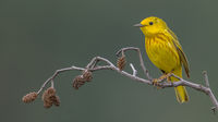 Warbler