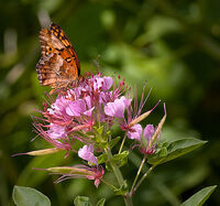 Brown over Purple
