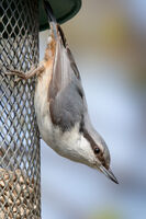 Eurasian Nuthatch
