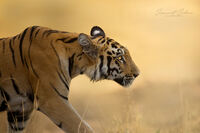 Eye of the tiger! 